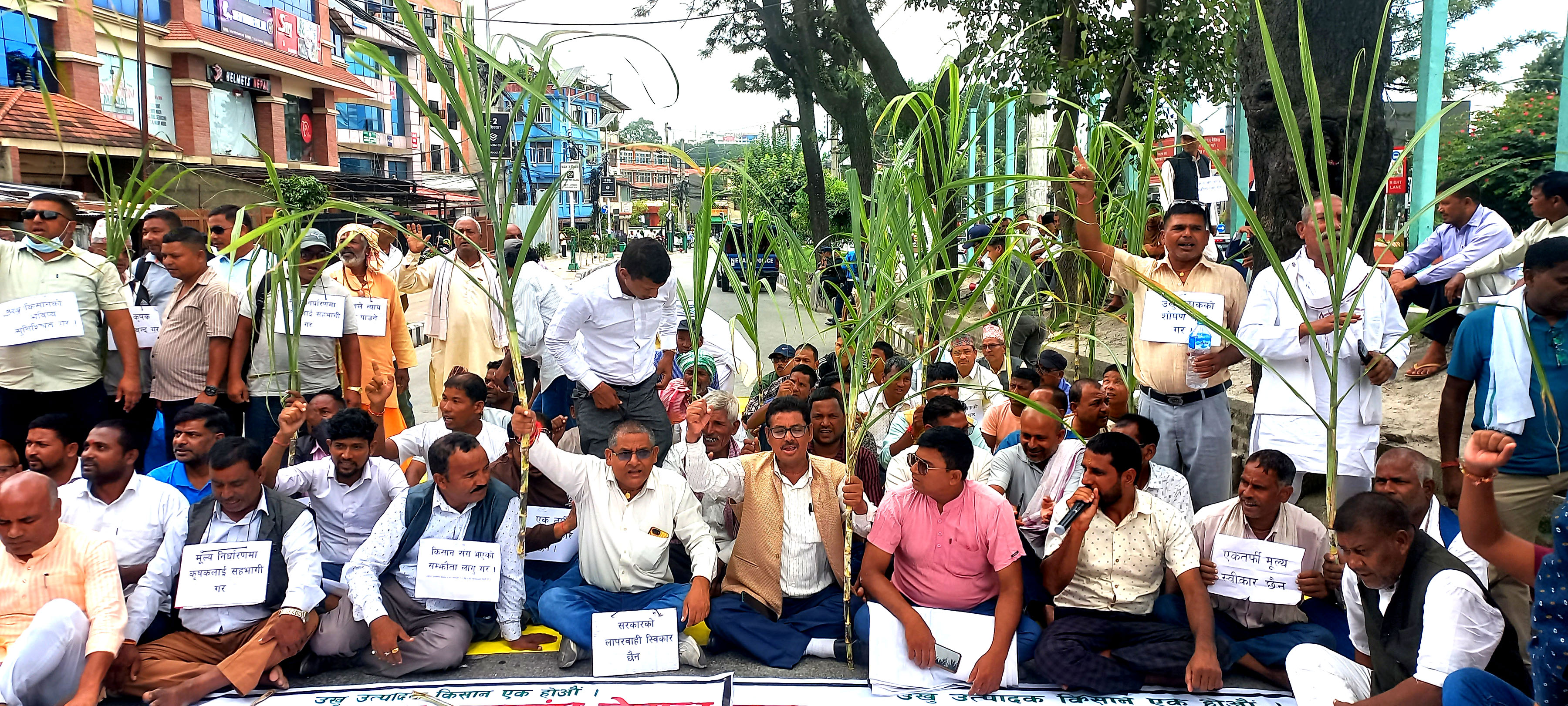 उखु किसानको माइतीघर धर्ना- “सरकारले हाम्रो पसिनाको मूल्य घटायो”