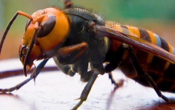 अरिङ्गालको टोकाइबाट ९ जना घाइते, ३ जनाको अवस्था गम्भीर 