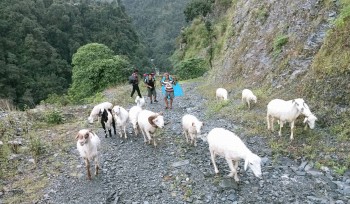 चीनले नाका नखोल्दा तिब्बती च्याङ्ग्रा आउन पाएनन्