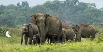 पूर्वी नेपालमा हात्ती आतङ्क: जाँडको गन्धले बस्तीमा