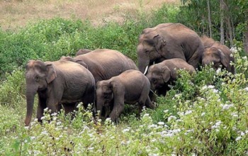 भारतीय जङ्गली हात्तीको बथान एकमहिनादेखि यतै,  झापाका केही वस्ती त्रस्त