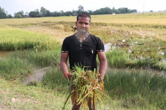 भकारीमा थन्काउने बेलाको धान खेतमै उम्रेर जमरा बन्यो