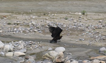 गिद्द प्रजनन केन्द्रबाट जटायु रेष्टुरेण्टतर्फ निकुञ्ज विभाग