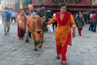 गाईजात्रा पर्व : आँसु र हाँसोको सङ्गम