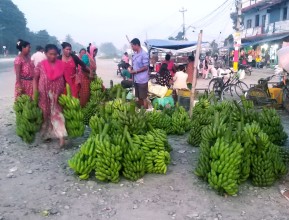 दशैँमा काँचै केराको ब्यापार तीव्र