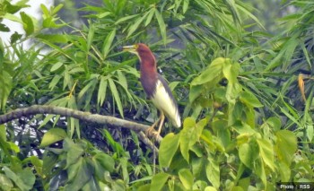 New bird species found in Chitwan