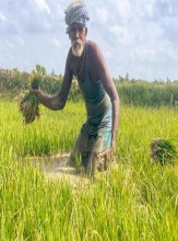 मधेस प्रदेशमा साउनको उतरार्धमा पानी बार्सिएपछि मुर्झाएको धानको बेर्ना जाग्ने आशामा किसान