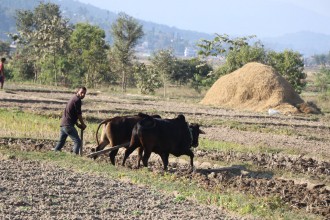 लोप हुँदैछ स्वदेशी वातावरणमैत्री परम्परागत जोताइ