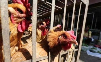 नेपालमा फेरि बर्डफ्लू, माेरङमा कुखुरा नष्ट