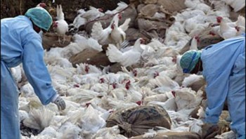 Bird flu detected  in Bhaktapur and Birgunj