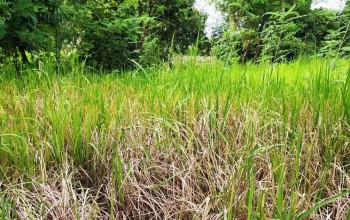 पर्सामा गवारोले धानबाली नष्टगर्दै, उत्पादन घट्ने सङ्केत