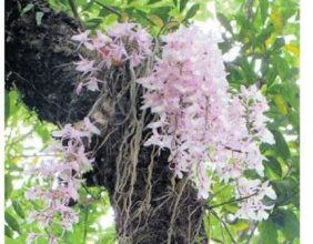 A unique flower that blooms only on the 1st of Baisakh every year