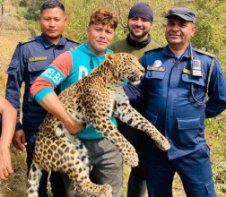 जिउँदो चितुवा बोकेको भन्दै पर्वतेहरू भाइरल बने