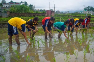 धान दिवस : हिलोमा रमाए विद्यार्थी