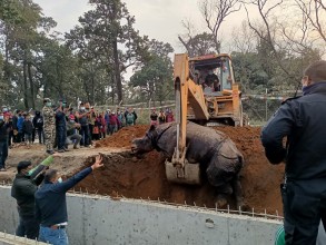 नालामा फसेर गैंडा मरेको विषयमा अनुसन्धान गर्न सहायक वार्डेनलाई जिम्मा
